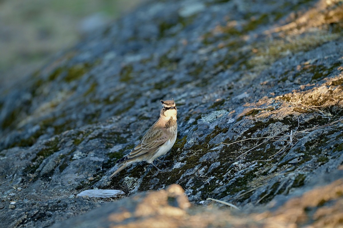 Horned Lark - ML641737449