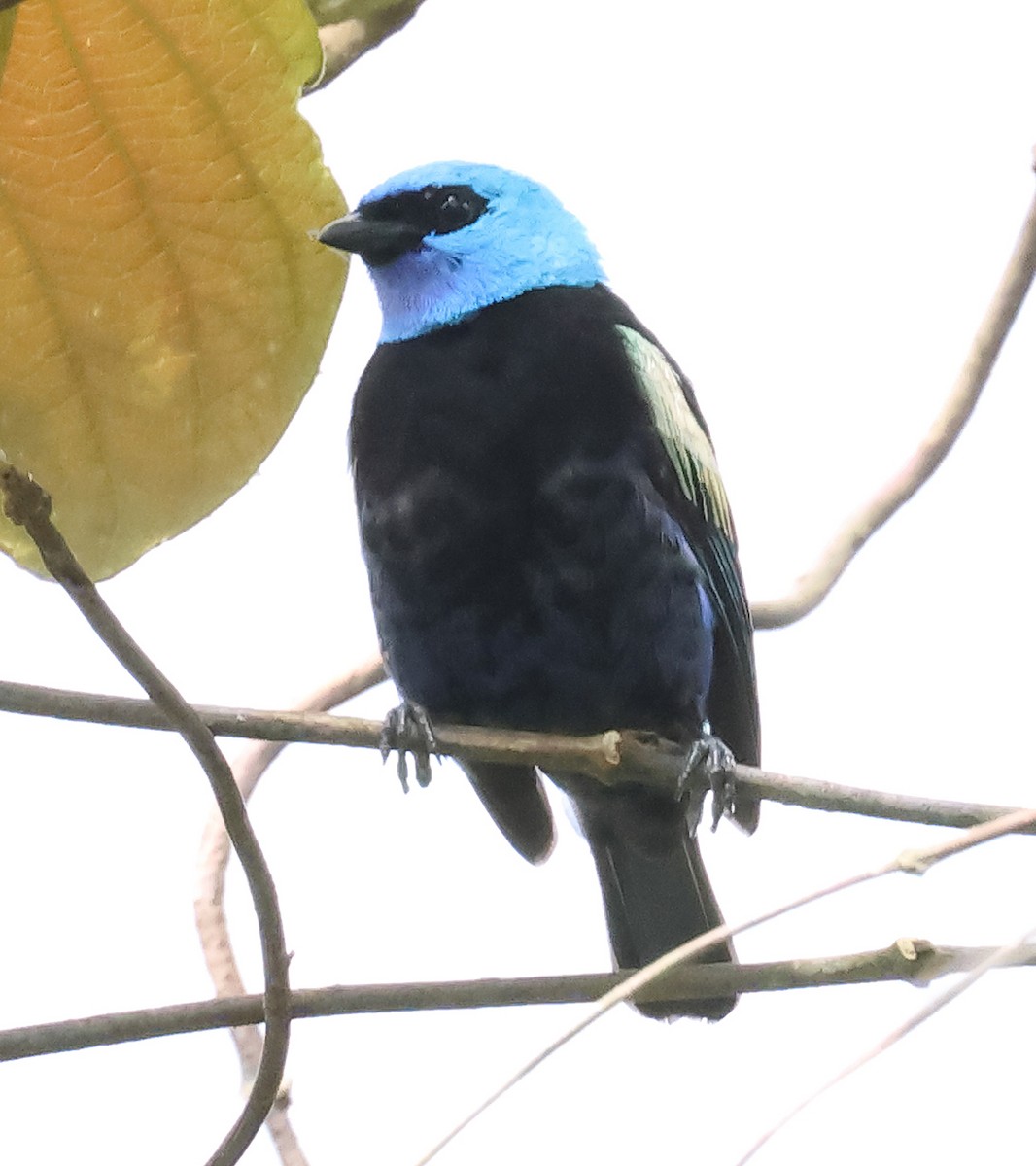Blue-necked Tanager - ML641737463