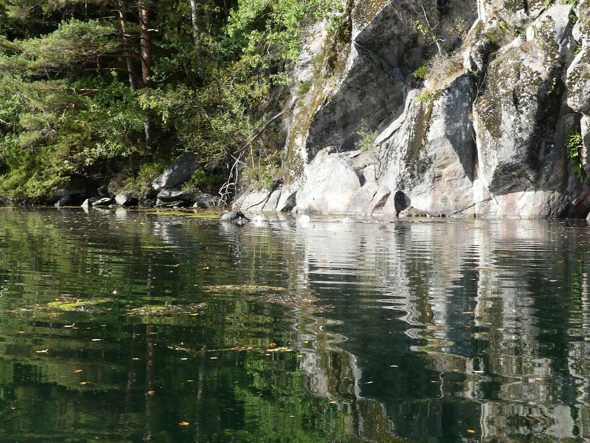 Great Cormorant - ML641737464