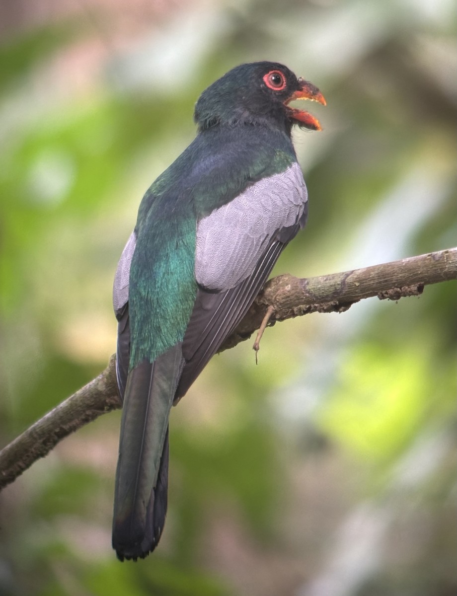 Slaty-tailed Trogon - ML641737471