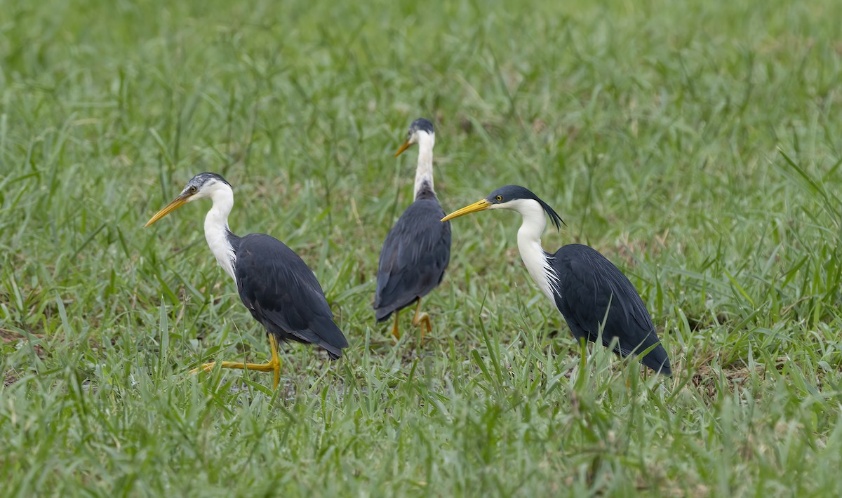Pied Heron - ML641737477