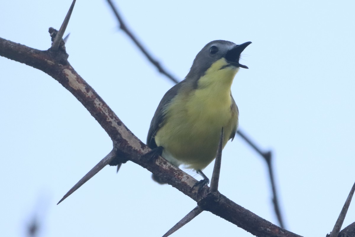 Golden-bellied Gerygone - ML641737484