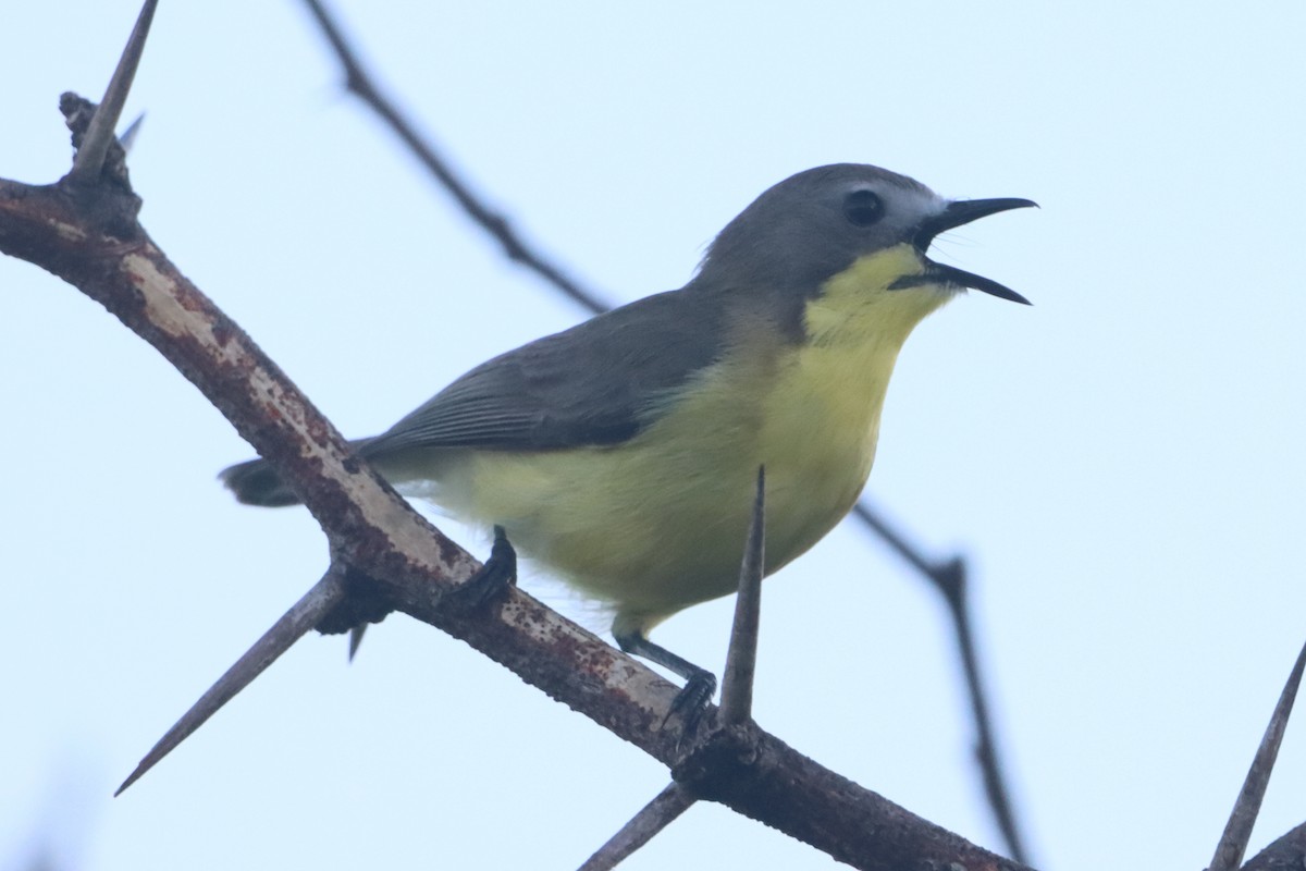 Golden-bellied Gerygone - ML641737485
