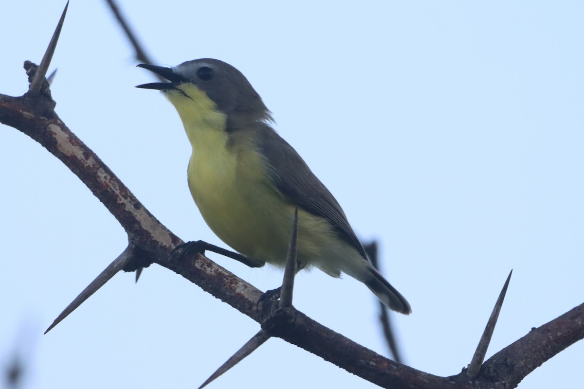 Golden-bellied Gerygone - ML641737486