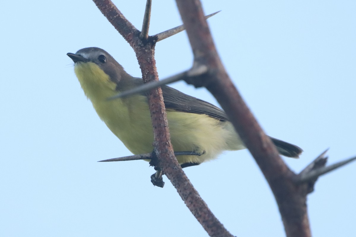 Golden-bellied Gerygone - ML641737487