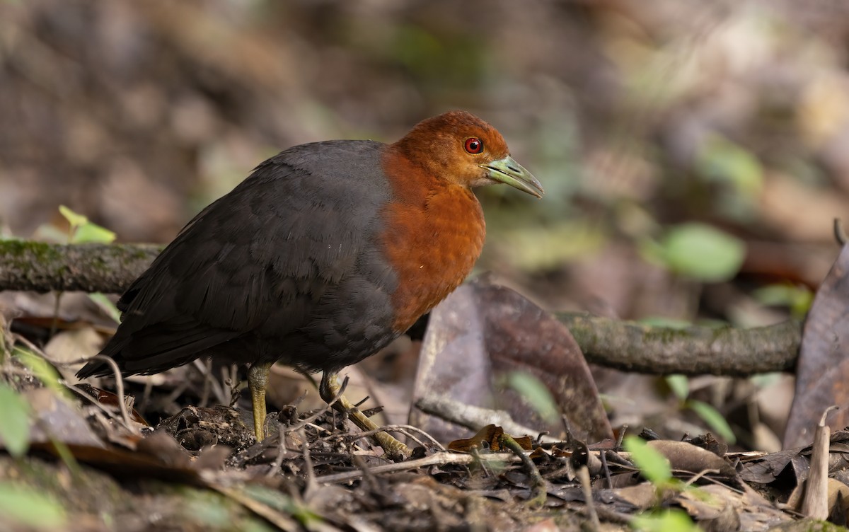 Red-necked Crake - ML641737489