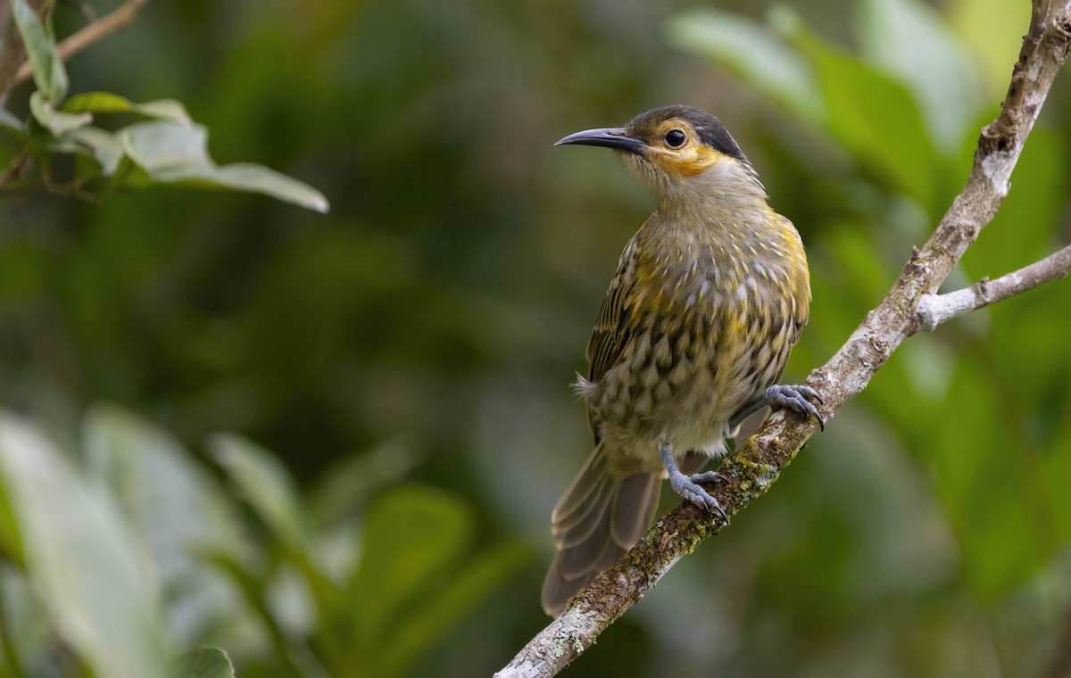Macleay's Honeyeater - ML641737497