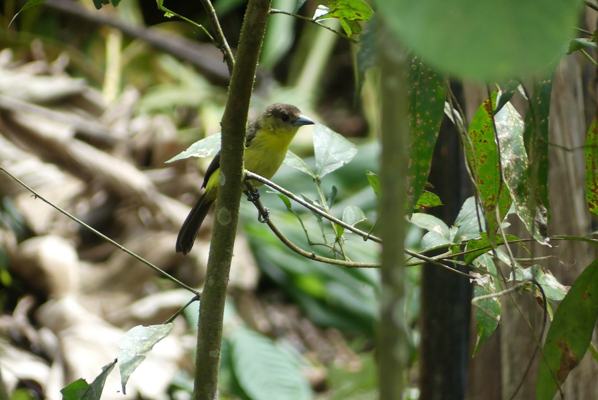 Flame-rumped Tanager - ML641737505
