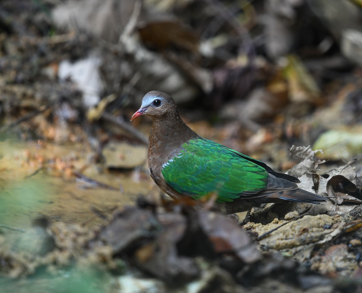 Asian Emerald Dove - ML641737506