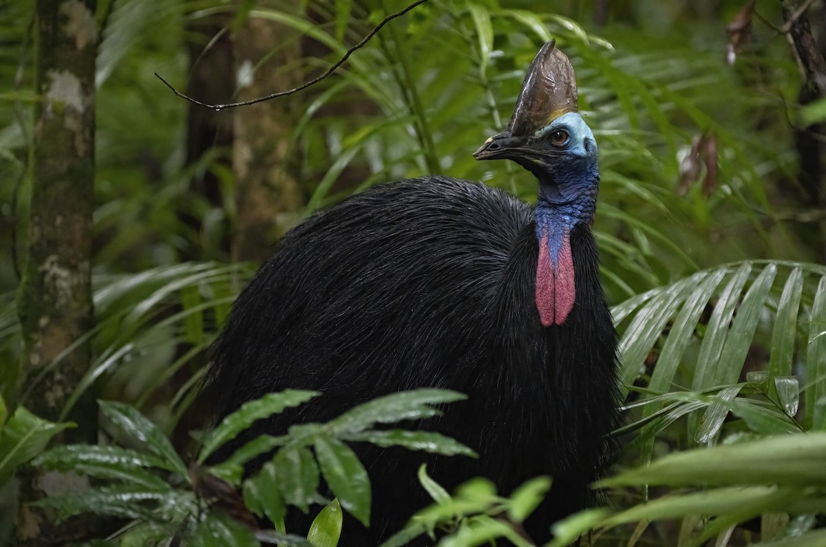 Southern Cassowary - ML641737522