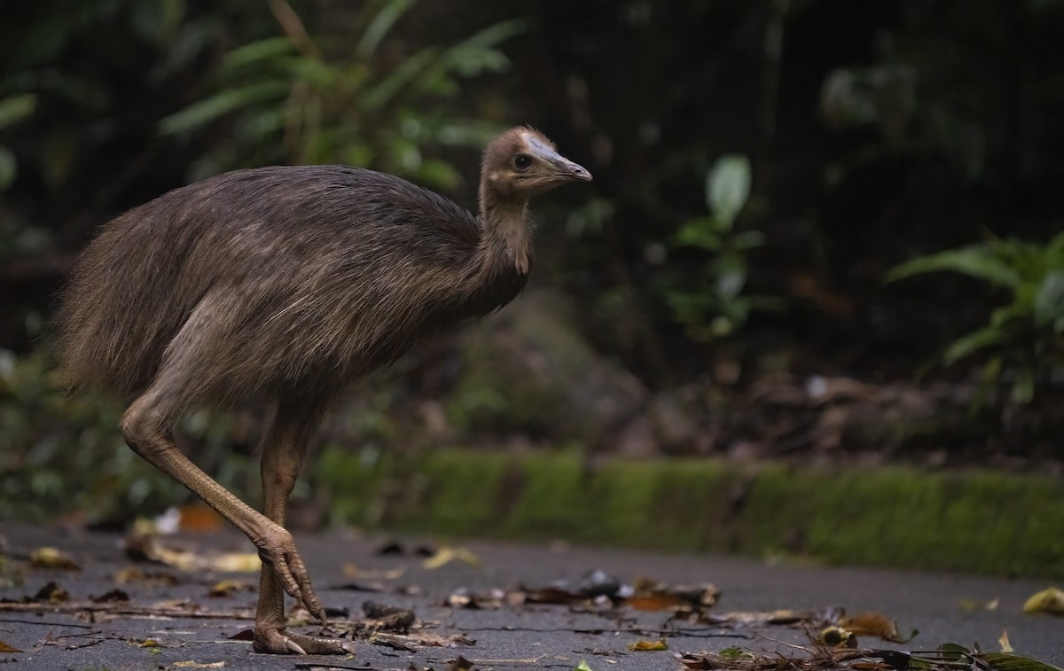 Southern Cassowary - ML641737524