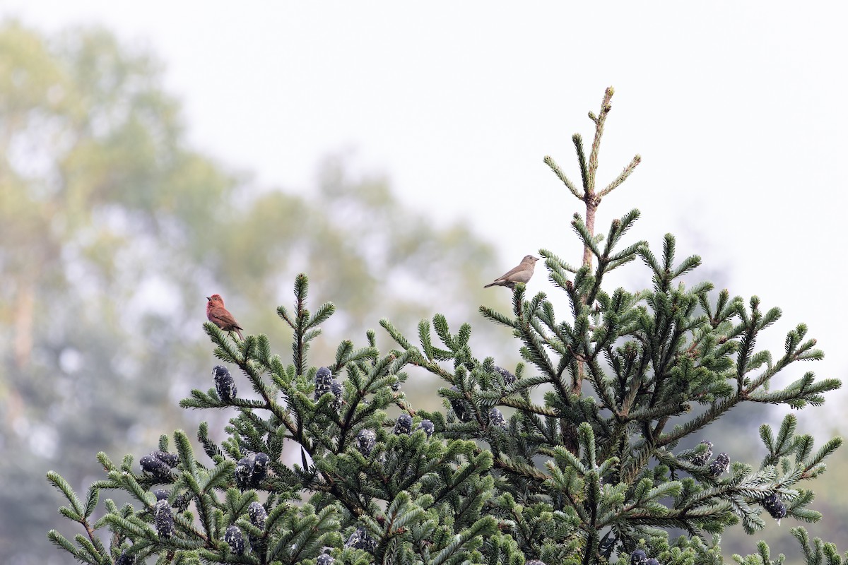 Blanford's Rosefinch - ML641737529