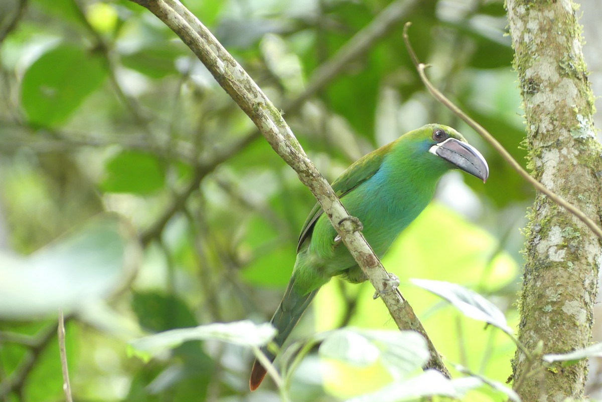 Crimson-rumped Toucanet - ML641737535