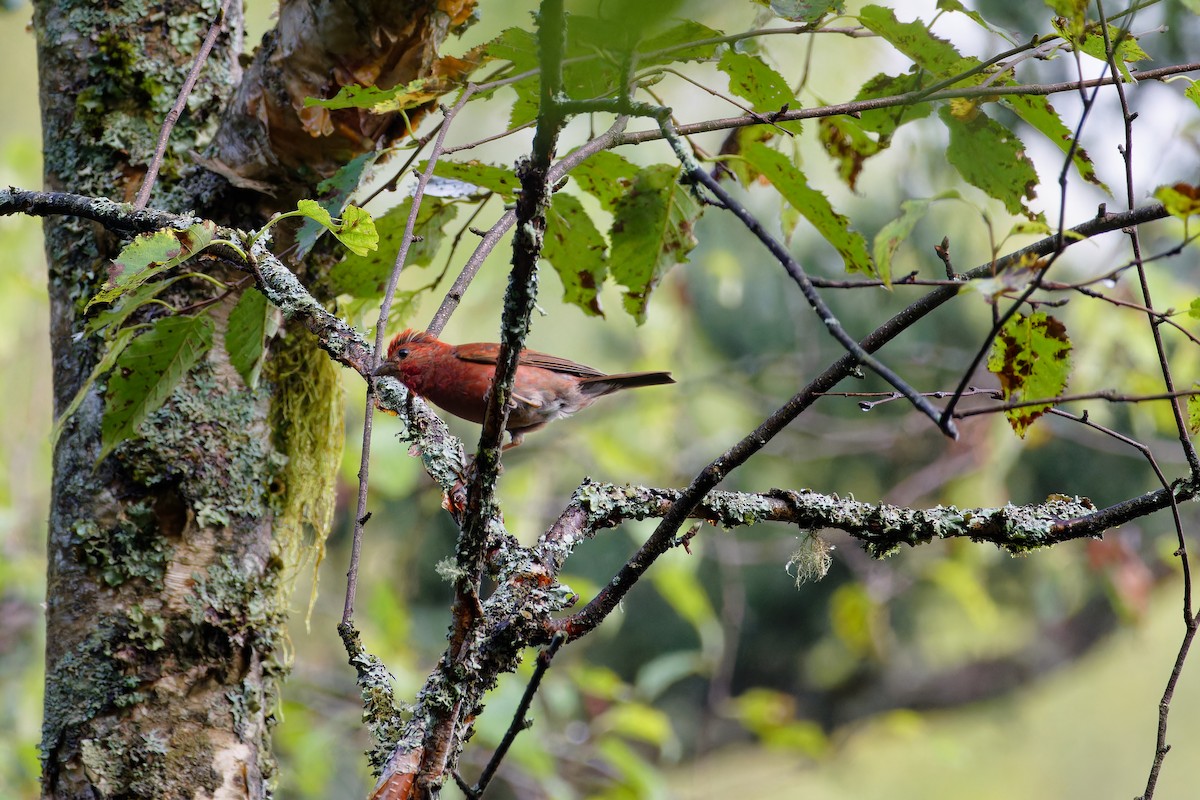Blanford's Rosefinch - ML641737544