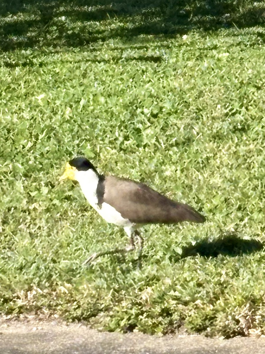 Masked Lapwing - ML641737545