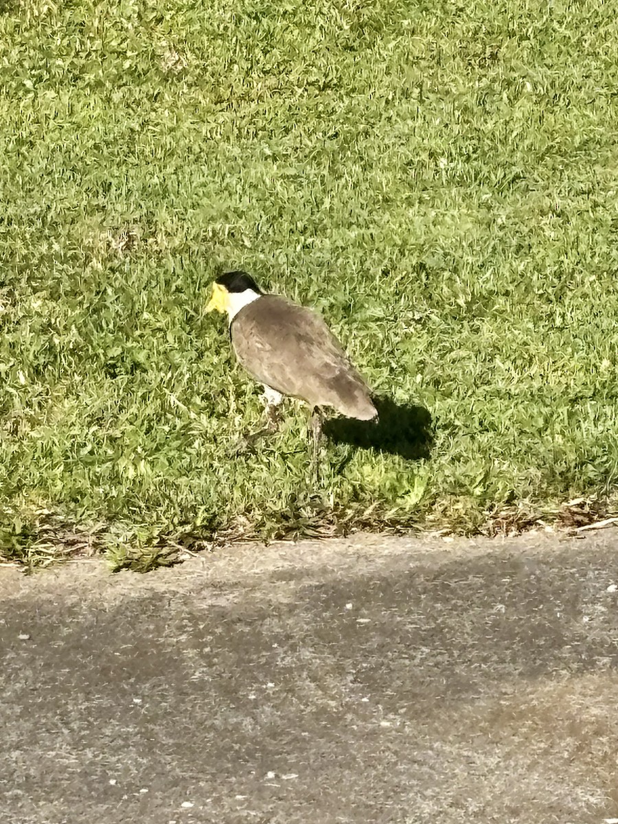 Masked Lapwing - ML641737547
