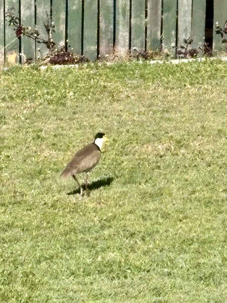 Masked Lapwing - ML641737548