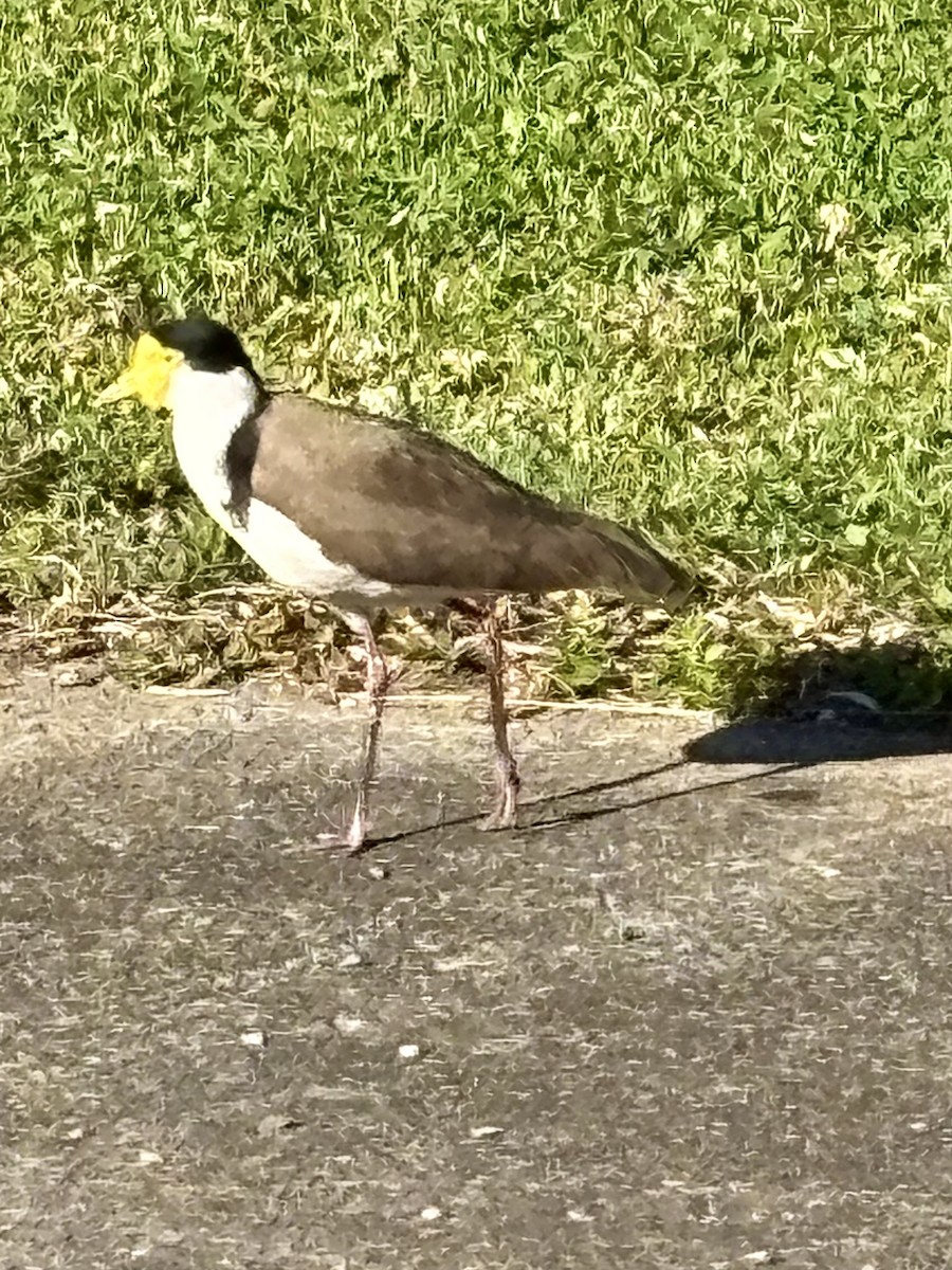 Masked Lapwing - ML641737549