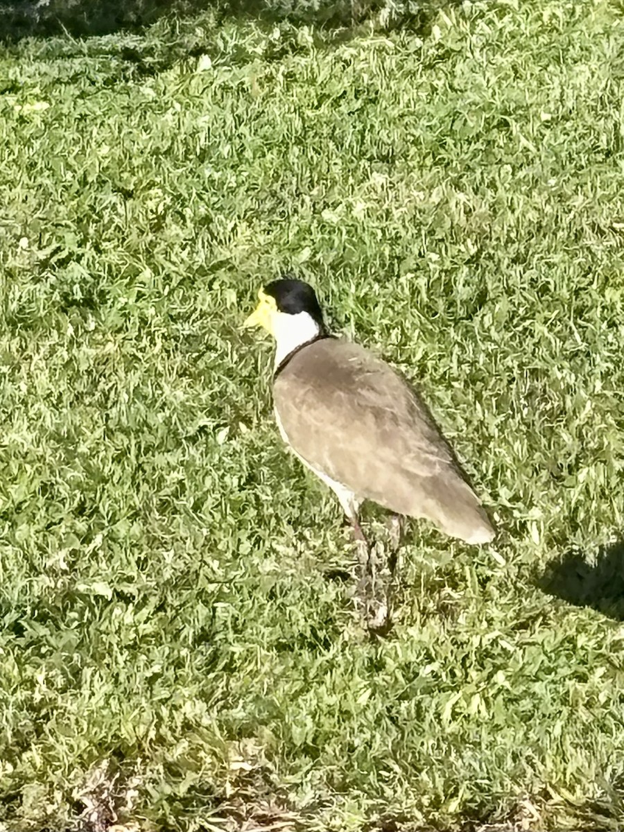 Masked Lapwing - ML641737550