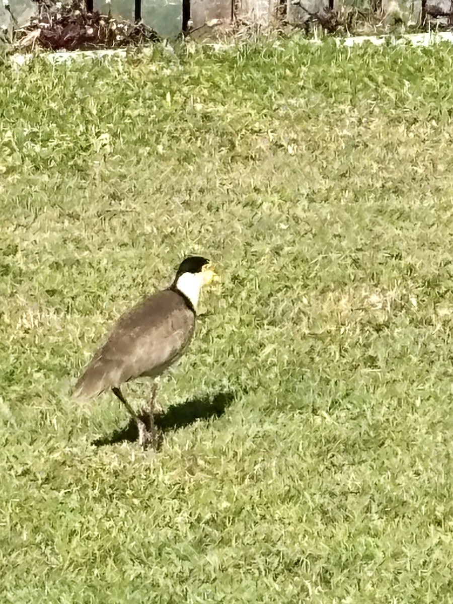 Masked Lapwing - ML641737552