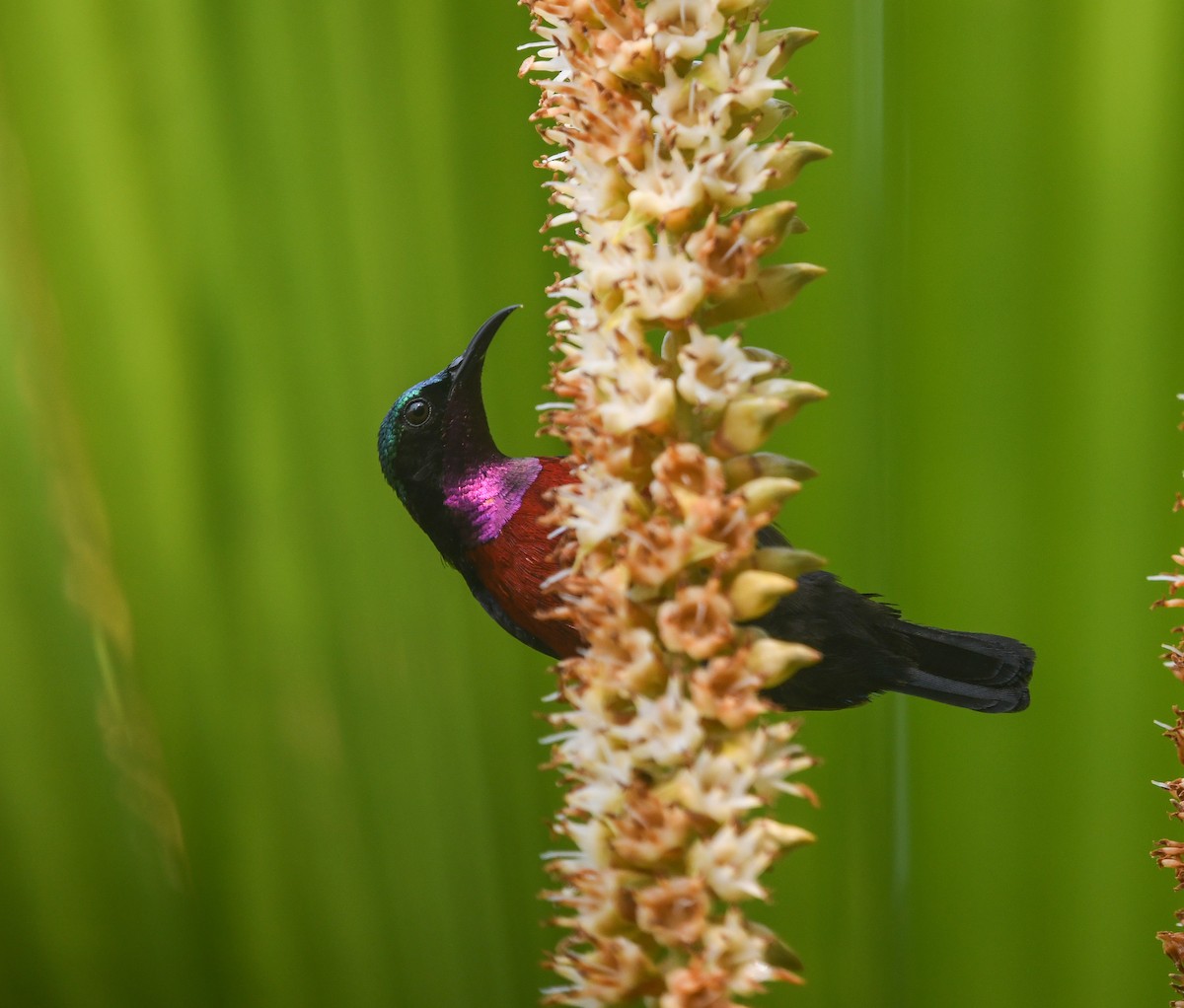 Van Hasselt's Sunbird - ML641737553