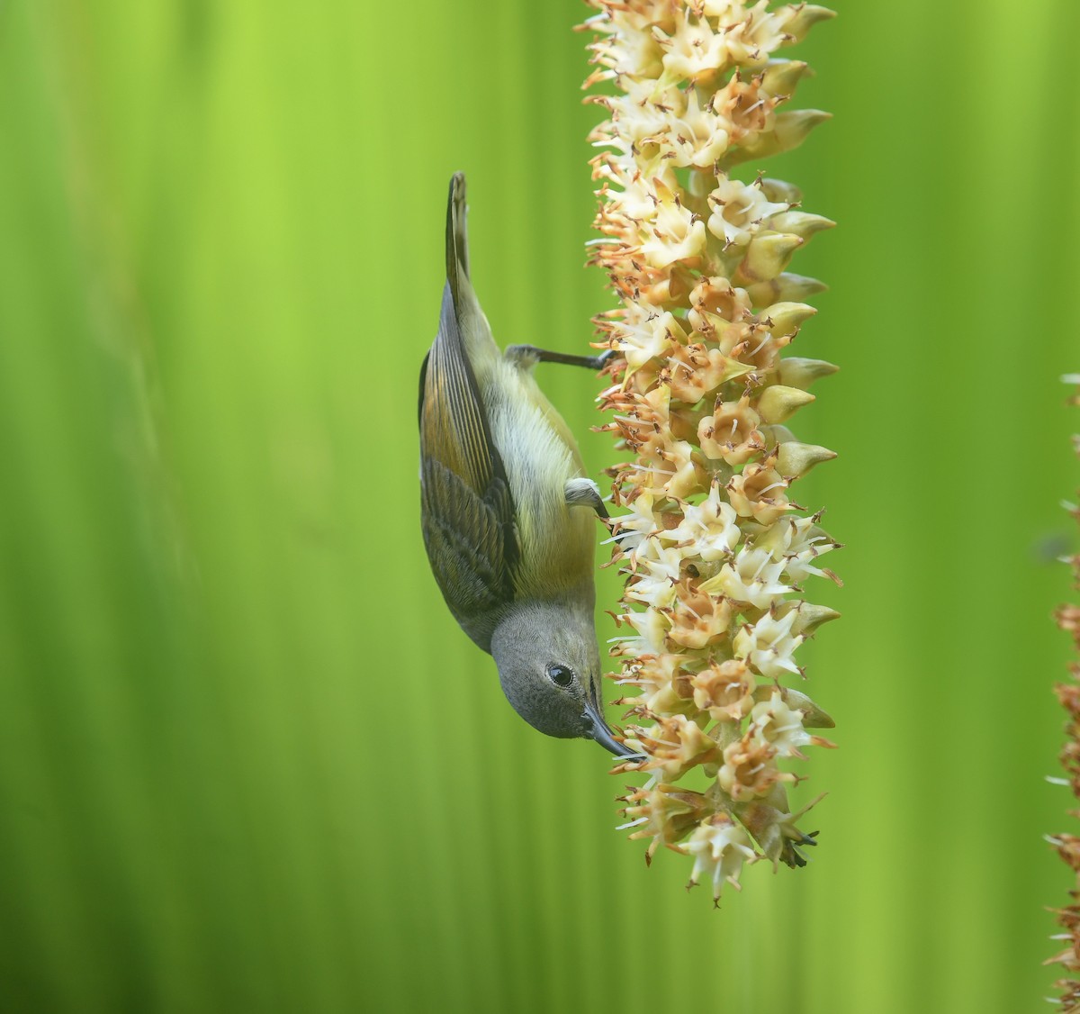 Van Hasselt's Sunbird - ML641737554