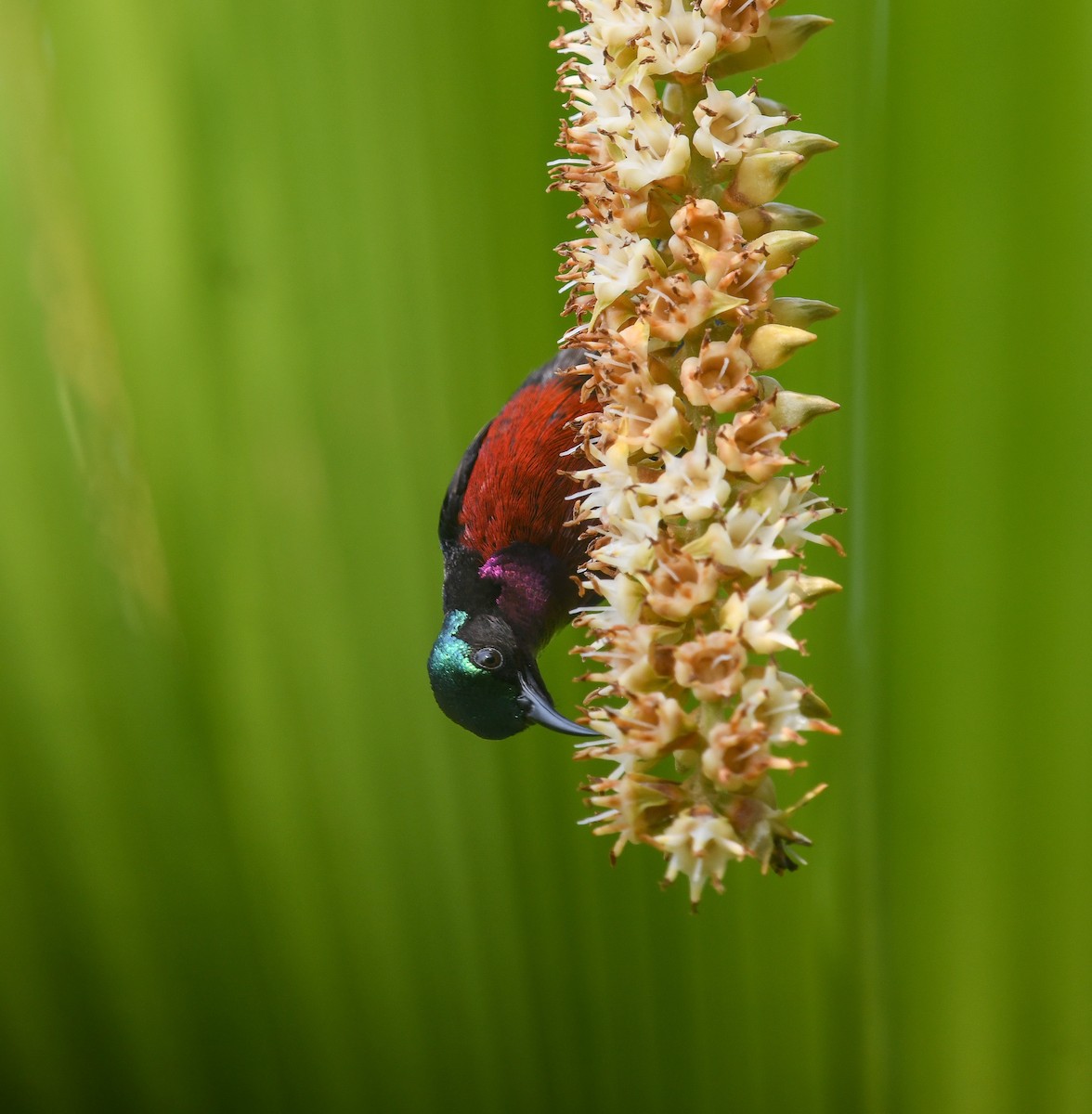 Van Hasselt's Sunbird - ML641737555