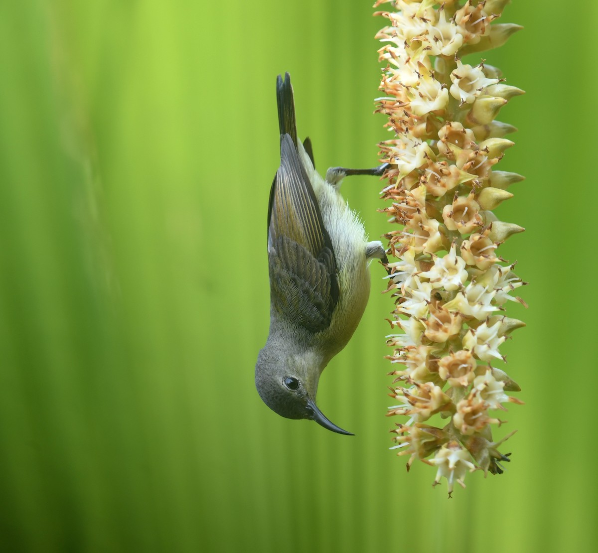 Van Hasselt's Sunbird - ML641737556