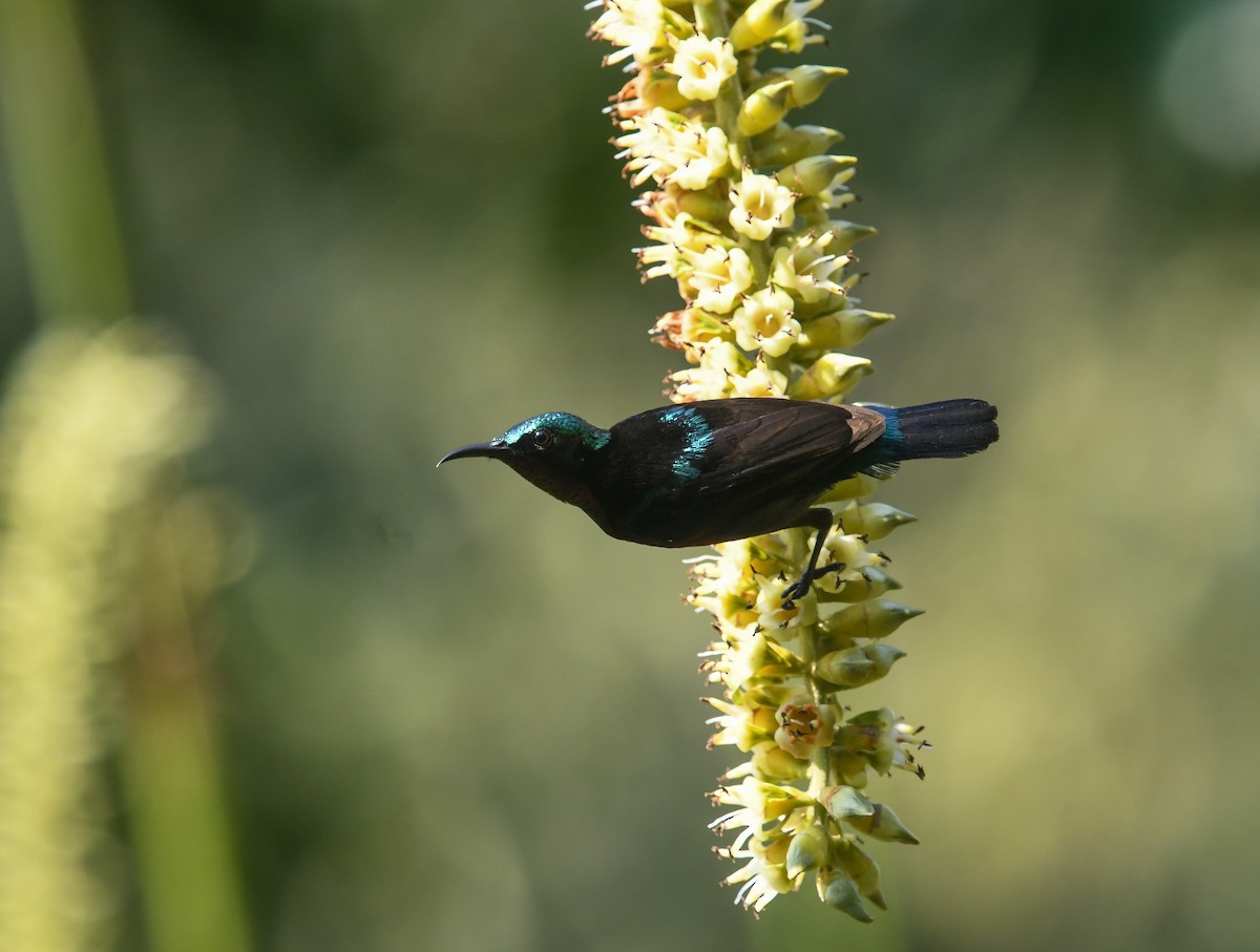 Van Hasselt's Sunbird - ML641737557