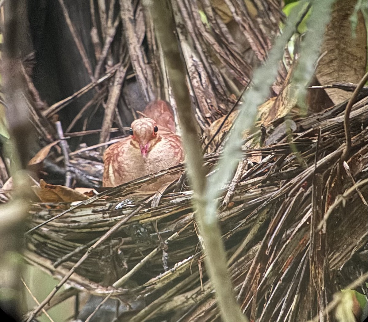 Ruddy Quail-Dove - ML641737560