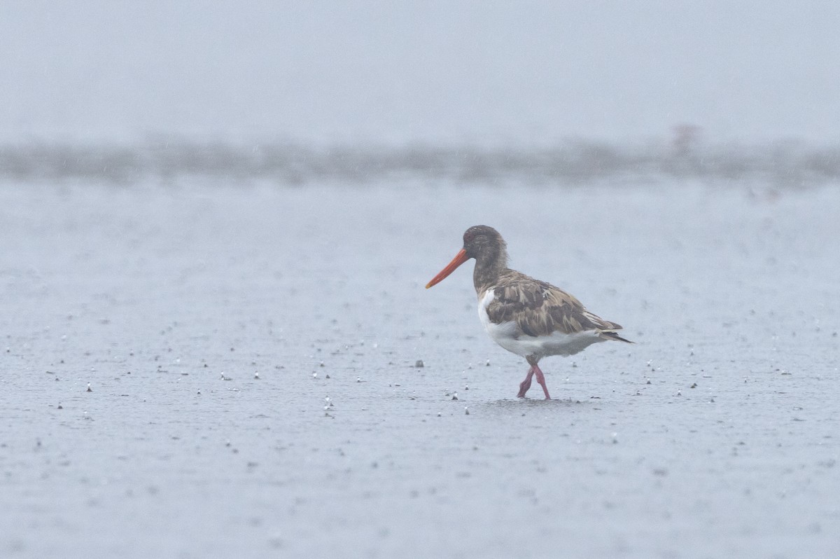 Pied Oystercatcher - ML641737561