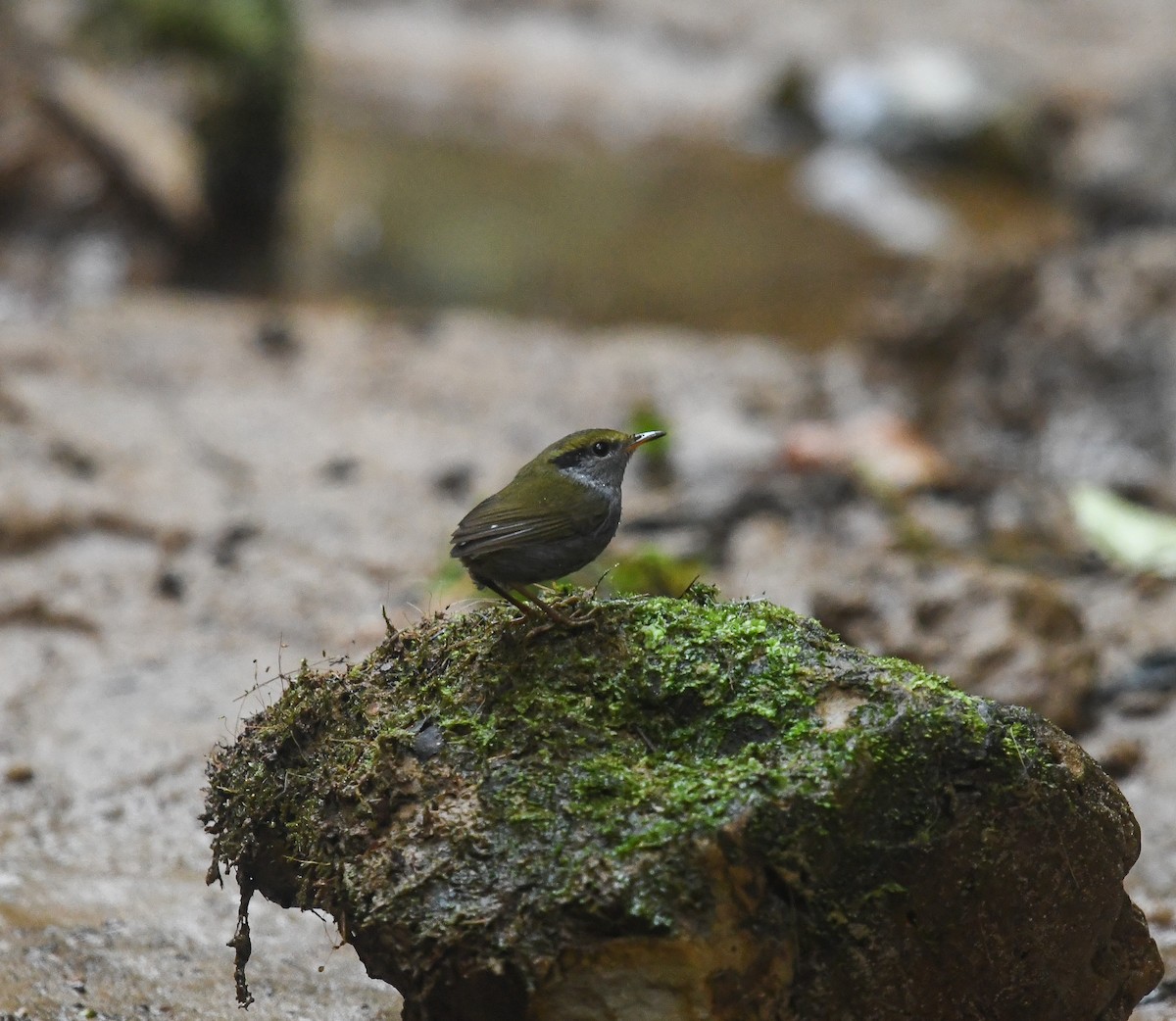 Gray-bellied Tesia - ML641737565