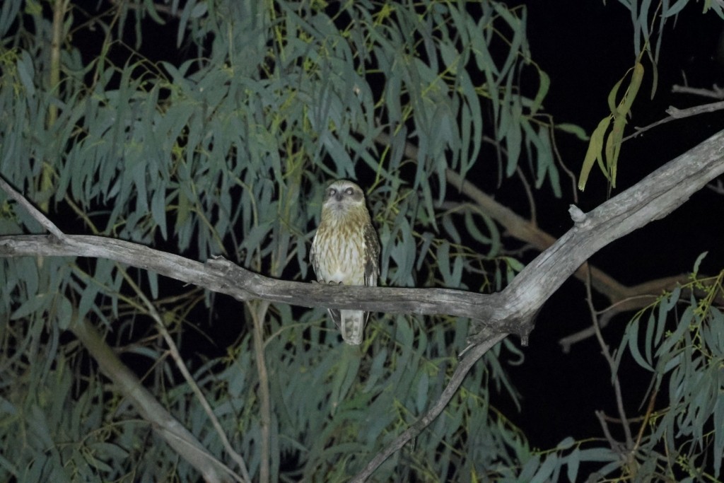 Australian Boobook - ML641737568