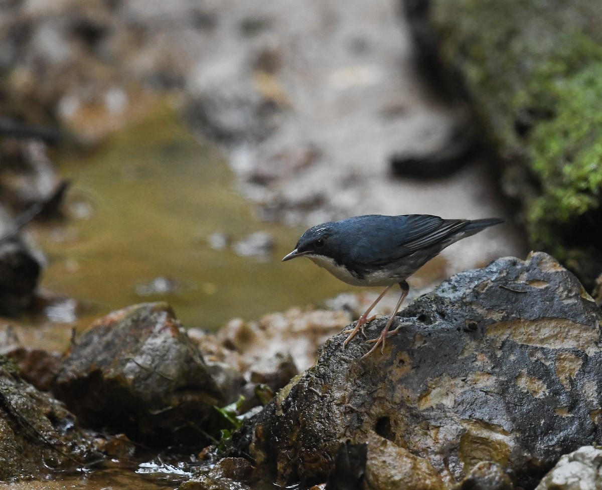 Siberian Blue Robin - ML641737587