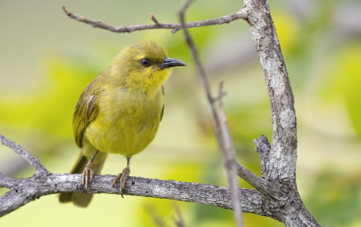 Yellow Honeyeater - ML641737588