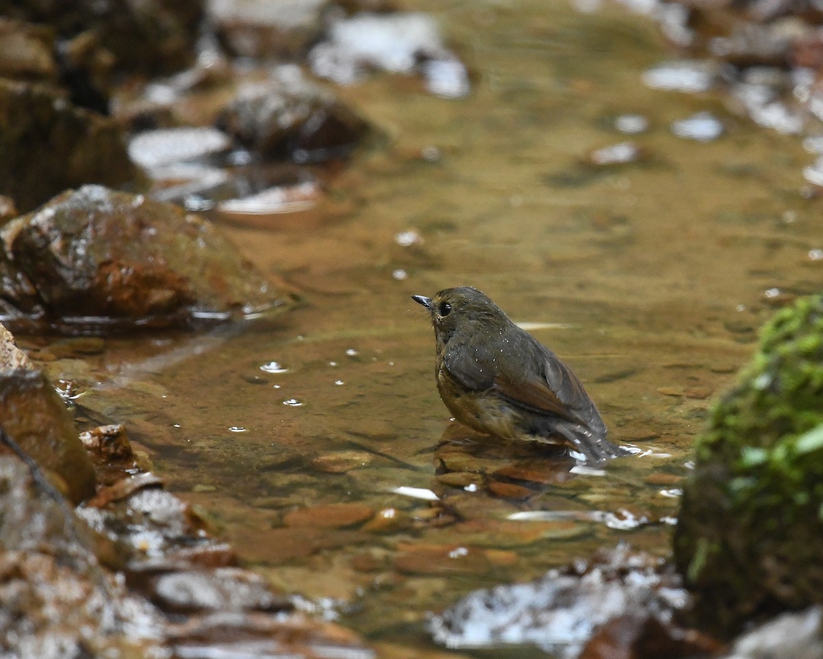 Snowy-browed Flycatcher - ML641737591