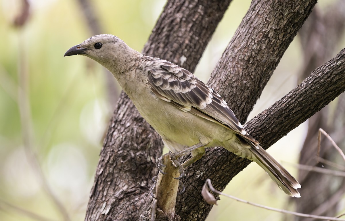 Great Bowerbird - ML641737593