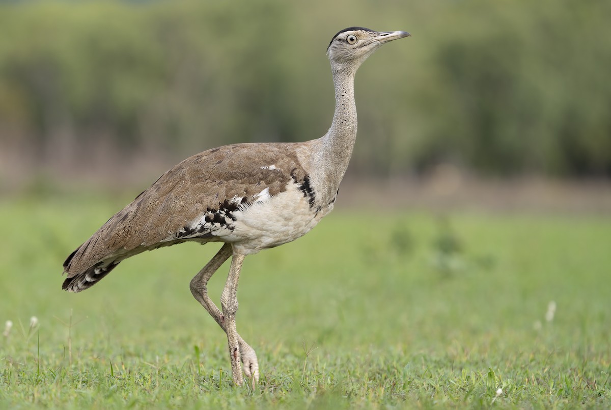 Australian Bustard - ML641737607