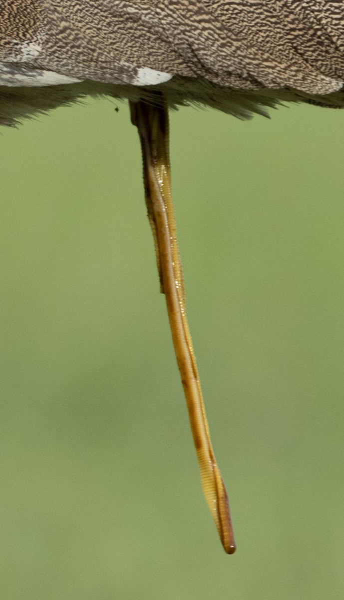 tapeworms - ML641737608