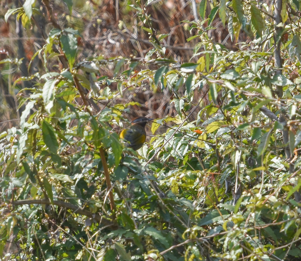 Assam Laughingthrush - ML641737636