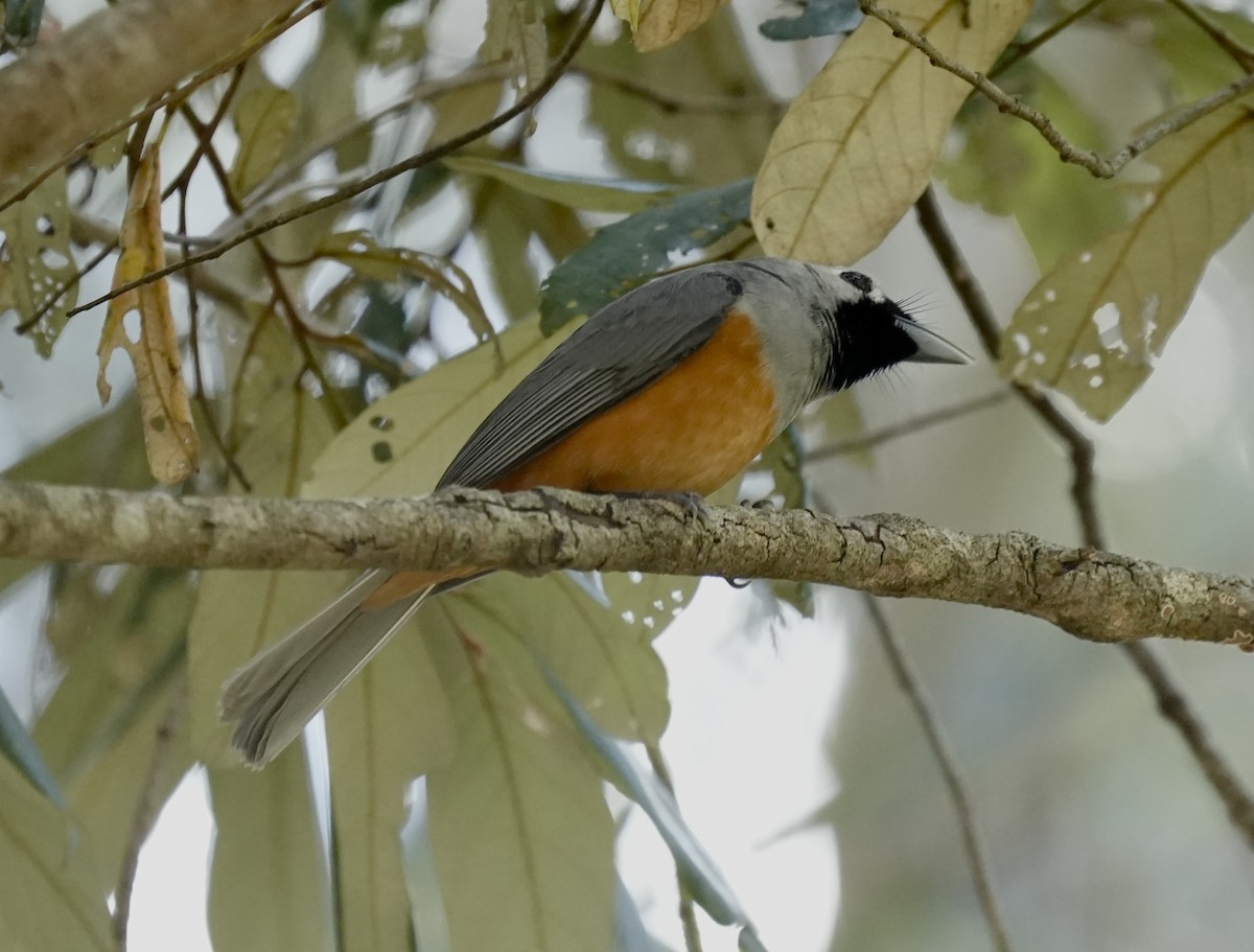 Black-faced Monarch - ML641737638