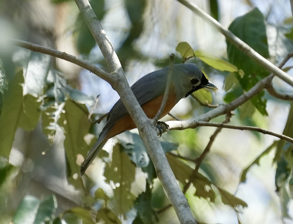 Black-faced Monarch - ML641737640