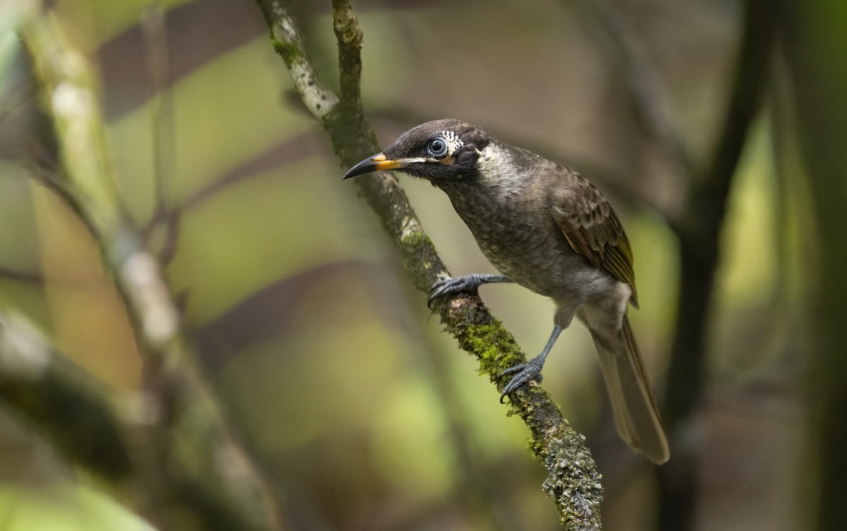 Bridled Honeyeater - ML641737648