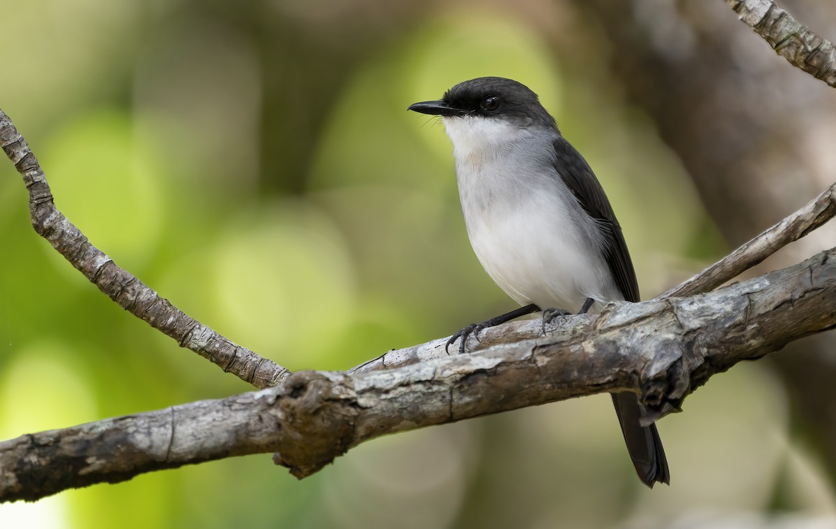 Mangrove Robin - ML641737662