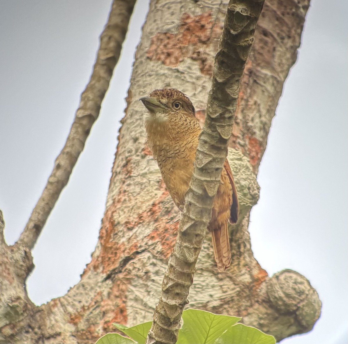 Barred Puffbird - ML641737676