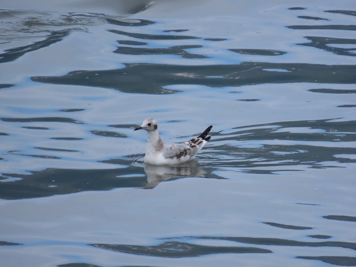Bonaparte's Gull - ML641737689