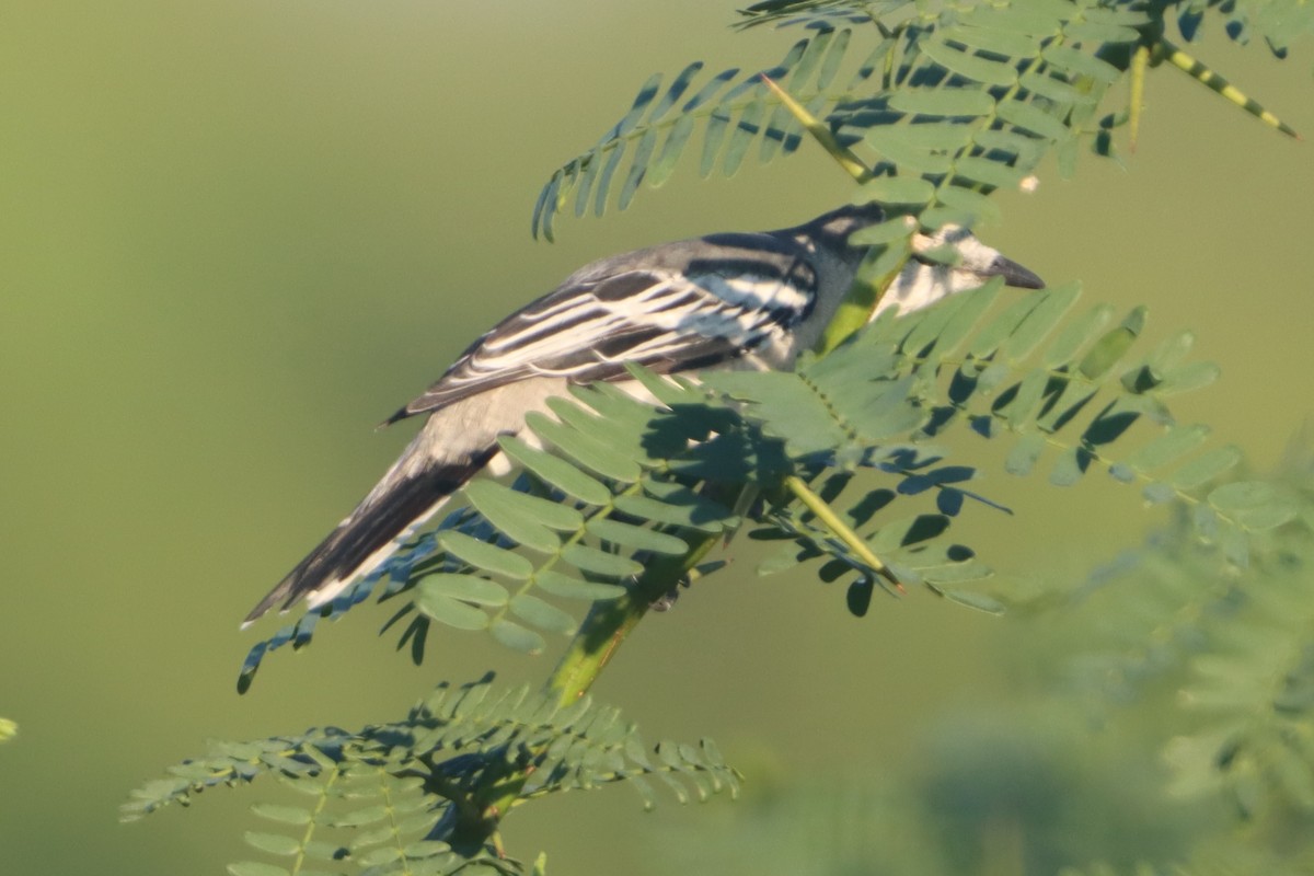 Pied Triller - ML641737702