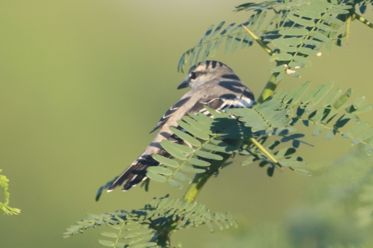 Pied Triller - ML641737703