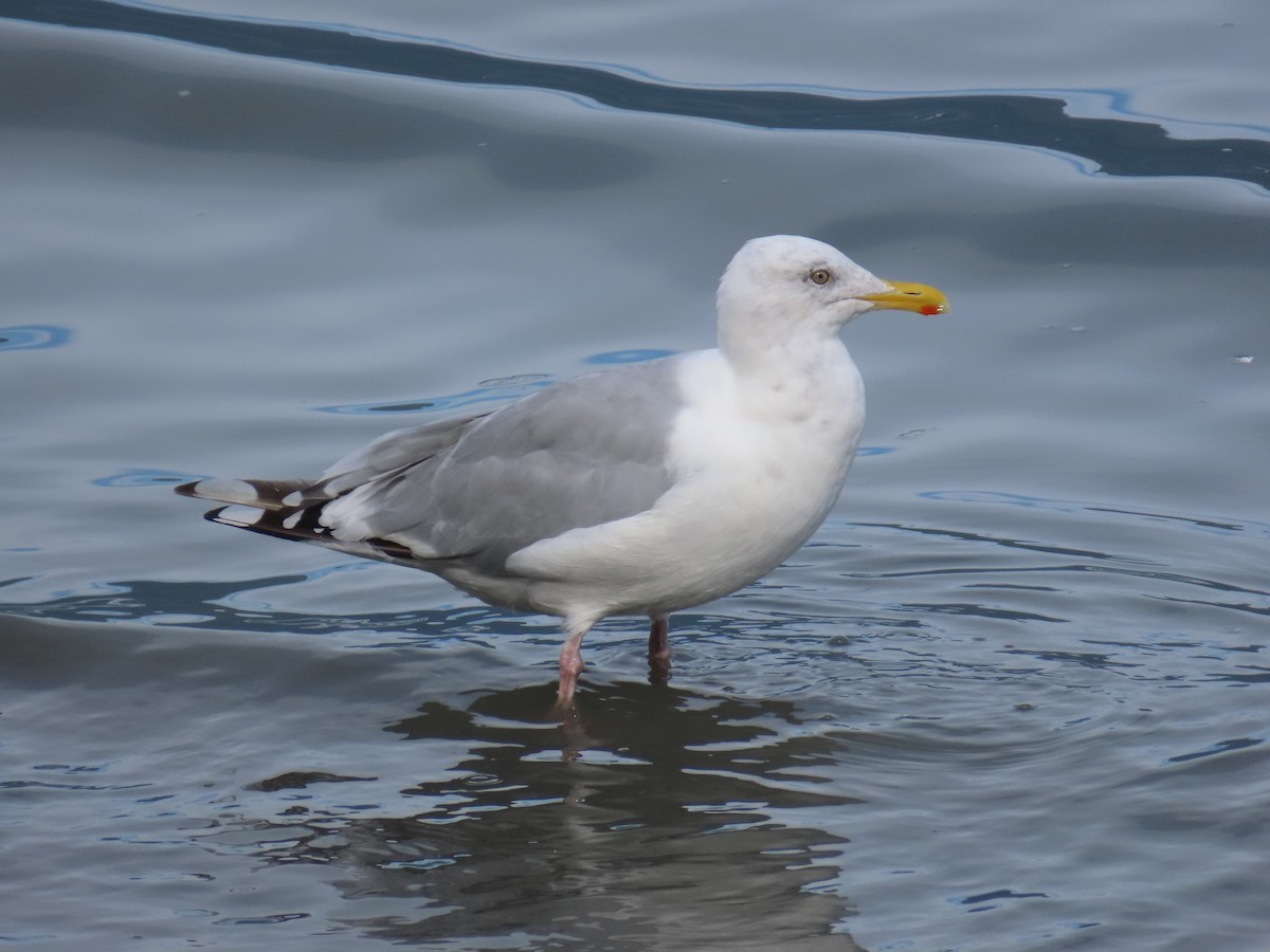 American Herring x Glaucous-winged Gull (hybrid) - ML641737709