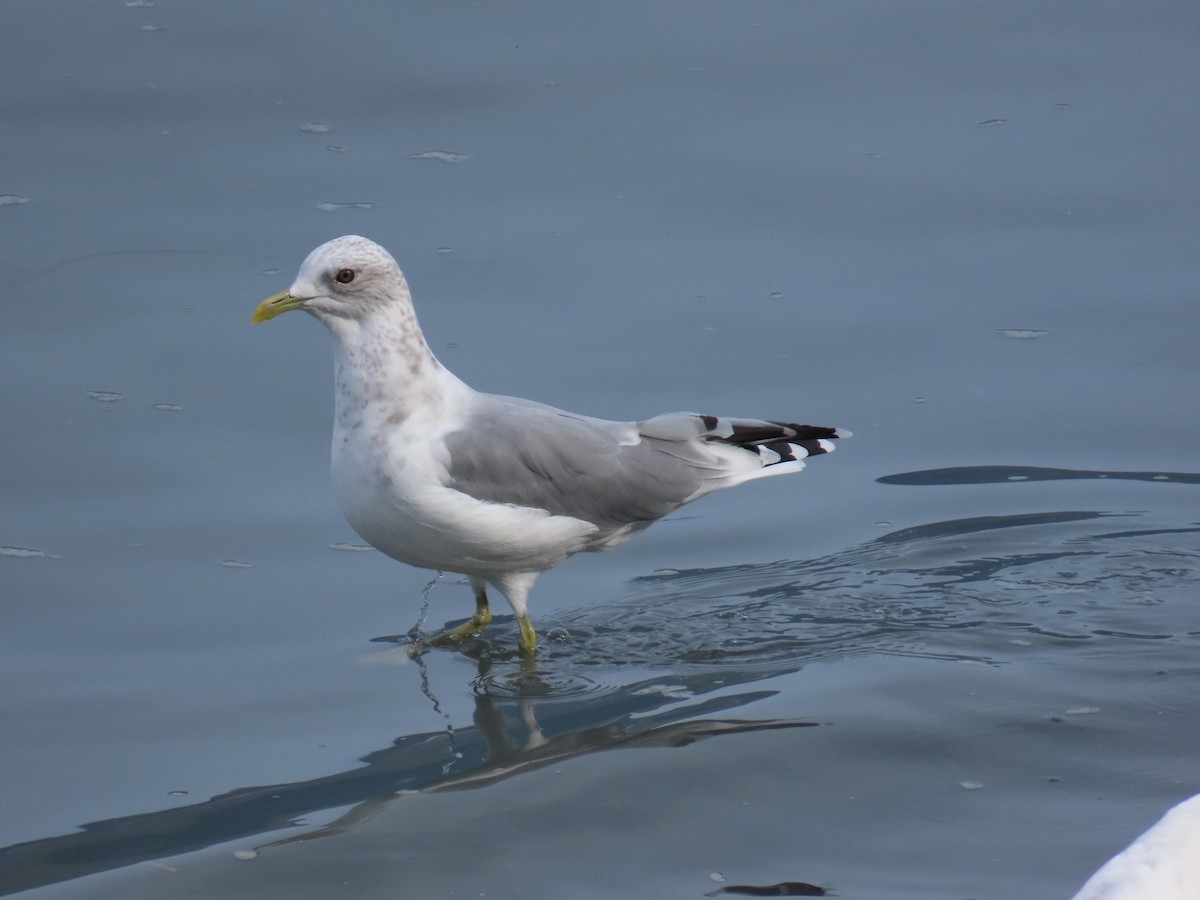 Short-billed Gull - ML641737715